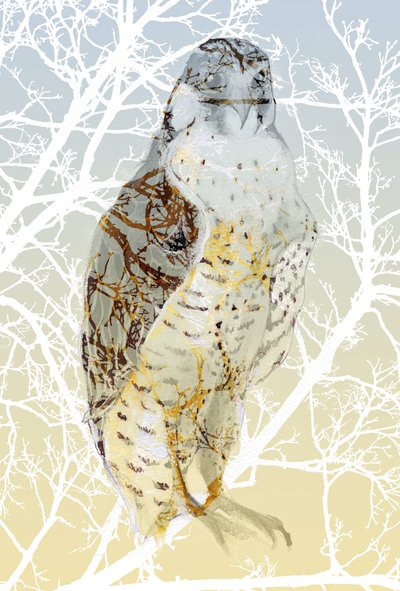 Peregrine Falcon by Nancy Moniz Charalambous